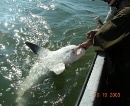 Shark Fishing from the panga in West Matagorda