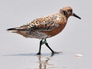 Red Knot in Breeding Plumage Photo by Anthony F. (Tony) Amos