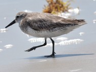 Red Knot in winter Plumage Photo by Anthony F. (Tony) Amos