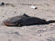 Finned Bull Shark