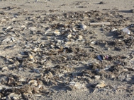 Red Tide Pictures
