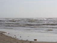 Red Tide Photos
