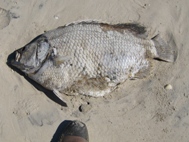 Red Tide Pictures
