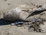 Red Tide Photos