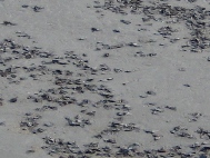 Red Tide Pictures