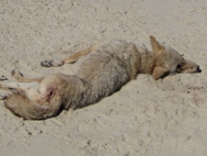 Red Tide Photos