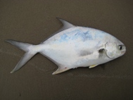 Pompano on PINS